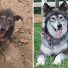 Happy dogs before after adoption 33 5a95366e6962d__880.jpg