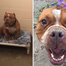 Happy dogs before after adoption 43 5a951e57cb9ee__880.jpg