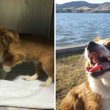 Happy dogs before after adoption 47 5a9527c140d44__880.jpg