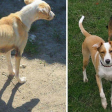Happy dogs before after adoption 48 5a953a06b6f2d__880.jpg