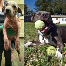 Happy dogs before after adoption 72 5a9532165f31e__880.jpg