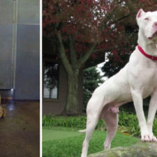 Happy dogs before after adoption 79 5a9544efa99c9__880 1.jpg