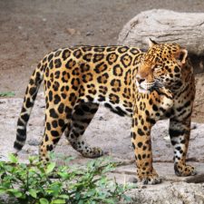 Jaguar pixabay.jpg