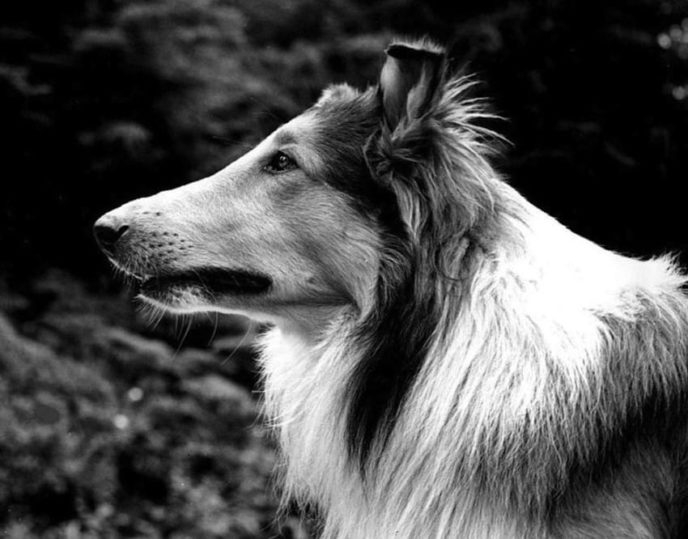 Lassie2.jpg