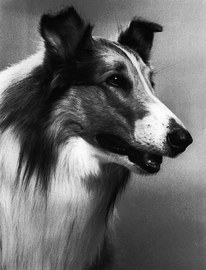 Lassie8.jpg