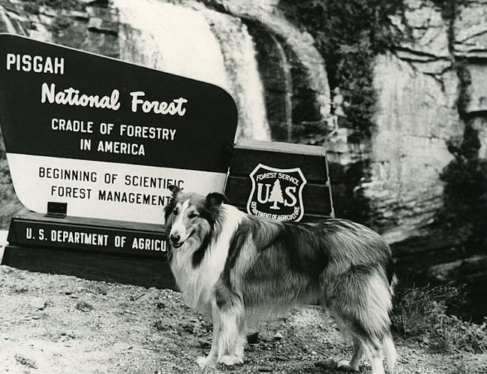 Lassie9.jpg