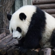 Panda pixabay 1.jpg