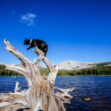 Meet simon the adventure cat who hikes kayaks and mountain climbs 5ab4f7003a8e7__880.jpg