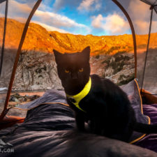 Meet simon the adventure cat who hikes kayaks and mountain climbs 5ab4f71061815__880.jpg