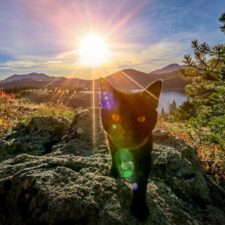 Meet simon the adventure cat who hikes kayaks and mountain climbs 5ab89df059c20__880.jpg