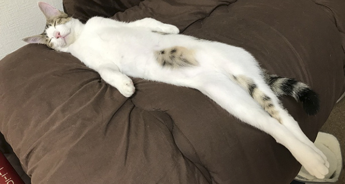 Twitter users have started a new trend take pictures of your cats stretched.jpg
