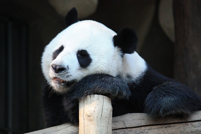 Panda pixabay 3.jpg