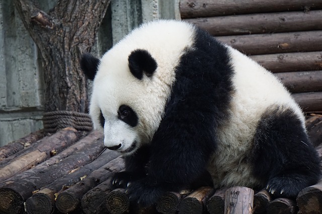 Panda pixabay 6.jpg
