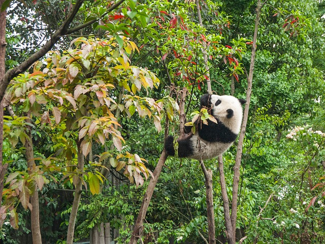 Panda pixabay 8.jpg