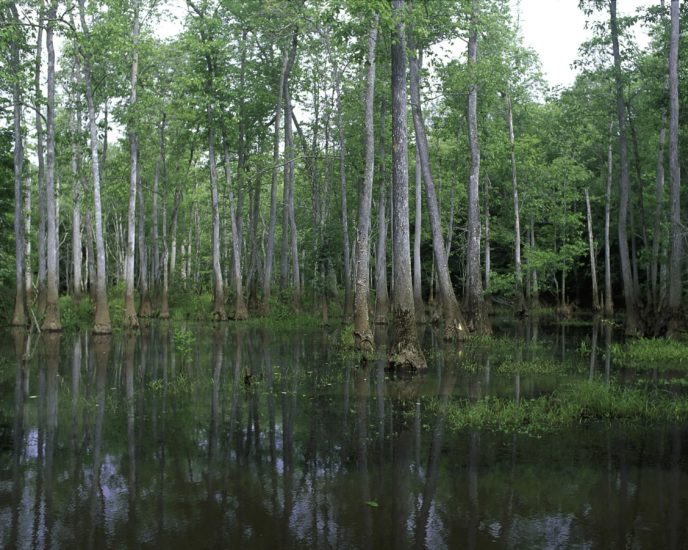 Https://upload.wikimedia.org/wikipedia/commons/d/d1/Bond_swamp_national_park.jpg