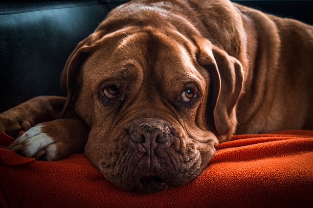 Pes depresia pixabay 7.jpg