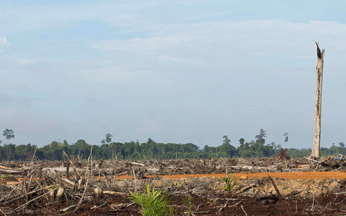 Orangutan fighting loggers digger indonesia 1 5b1e429ba42a8__700.jpg