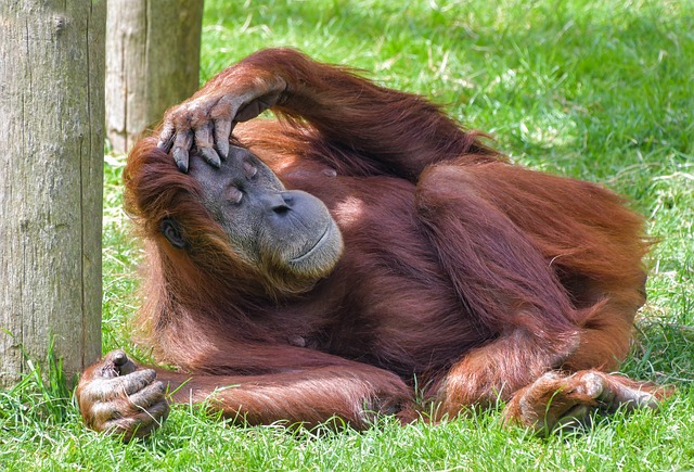 Orangutan pixabay.jpg