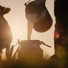 Farmer,Pours,Milk,Into,Can,At,Sunset,,In,The,Background