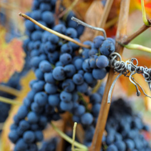 ILUSTRAÈNÉ: Jesenné vinohrady
