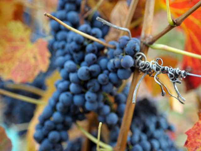 ILUSTRAÈNÉ: Jesenné vinohrady