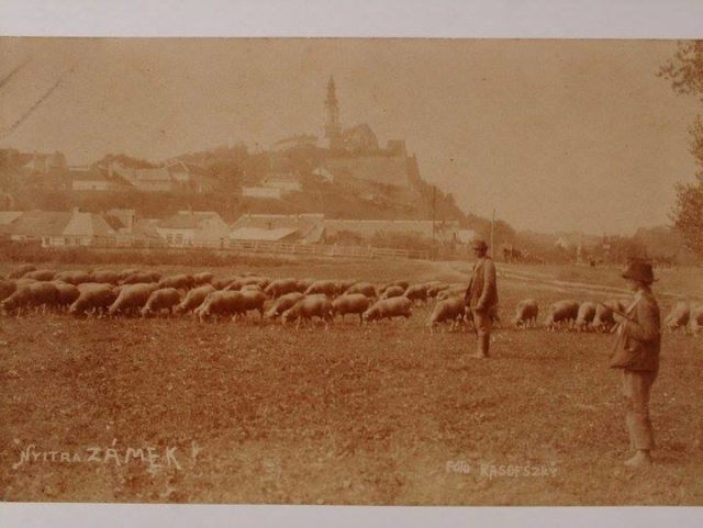 Nitra pastieri oviec klubpriatelov.jpg