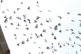 Premnožené holuby v Nitre