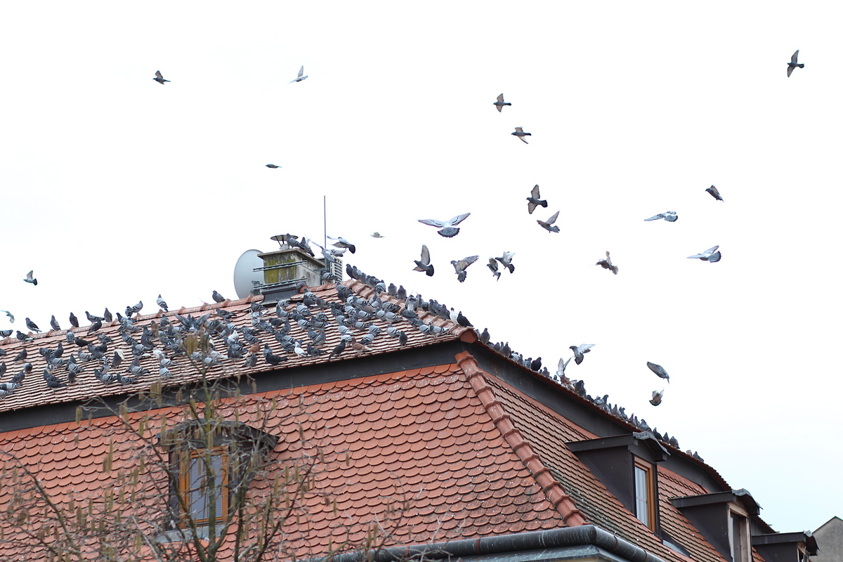 Premnožené holuby v Nitre