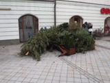 Vianočné stromčeky na Kupeckej ulici