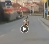 Zebra na klokocine titulka.jpg