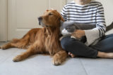 Pes macka pomoc utulok zviera zvieratko adopcia