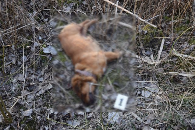 Vražda dvoch psíkov v Komárne