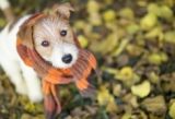 počasie predpoved pes jesen zima chladno