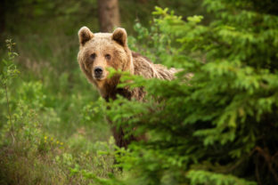 medveď, les