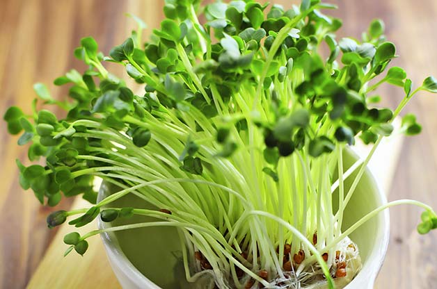 diy vegetable garden microgreens