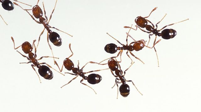 Ant control.jpg