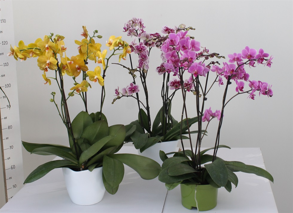 Flor_pagano_piante_fiorite_orchidee_phalaenopsis_mini_vaso_17_17012014163017.jpg