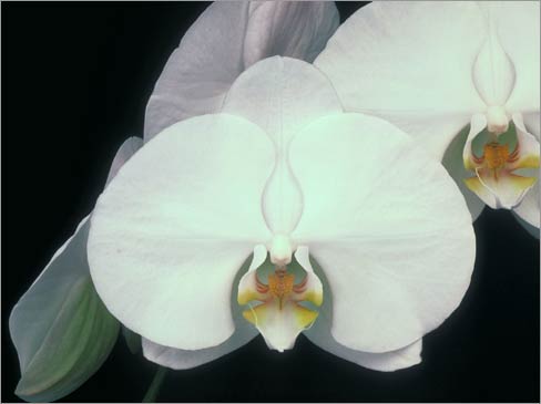 Phalaenopsis velky_y.jpg