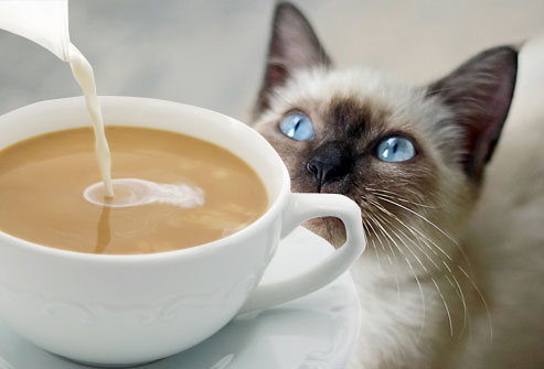 Jiu_rf_photo_of_cat_looking_at_coffee.jpg