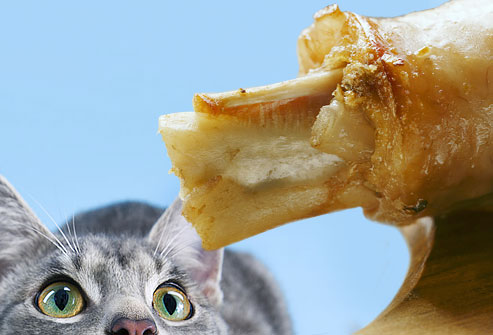 Photolibrary_rf_photo_of_cat_eying_bone_and_fat.jpg