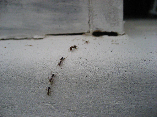 Little black ants in kitchen with 29 jul 2009 filed under how to author yummy.jpg