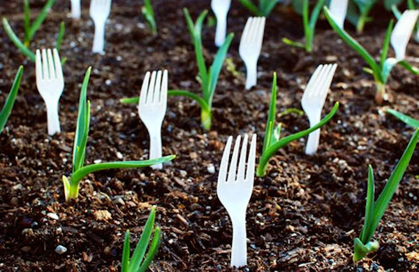 Place plastic forks in the soil to prevent animals from getting into your garden.jpg