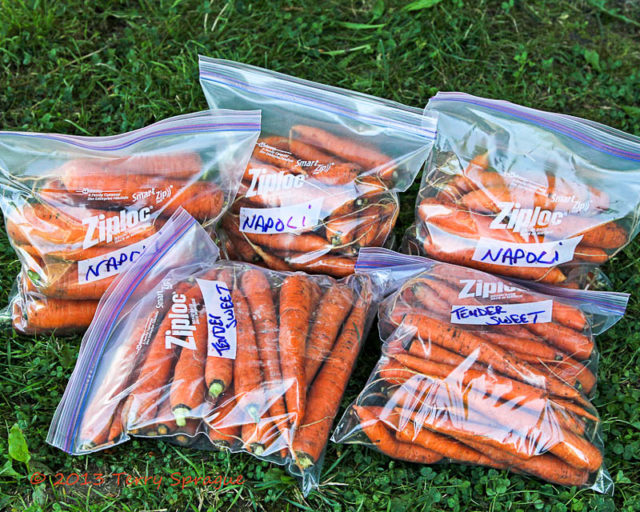 Carrot_storage_04.jpg