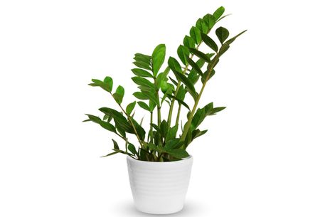 Young Zamioculcas a potted plant isolated over white