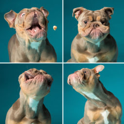 Im a dog photographer who specializes in derpy expressions 58bfb2605e18a__880.jpg