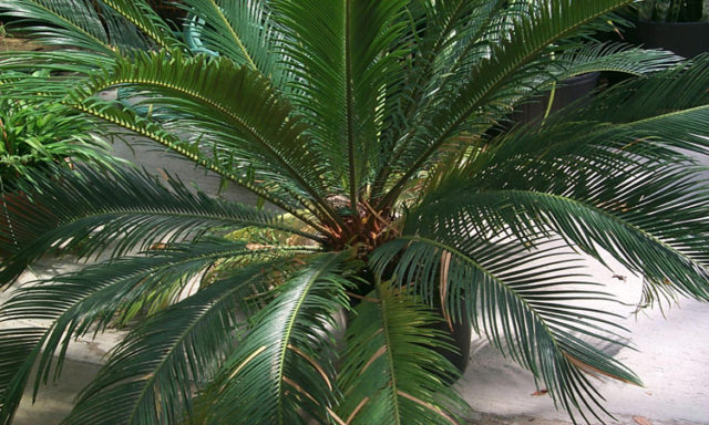 Exotick palmy 5 cycas revoluta.jpg