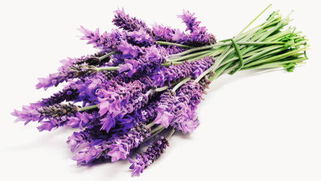 642x361_what_lavender_can_do_for_you.jpg
