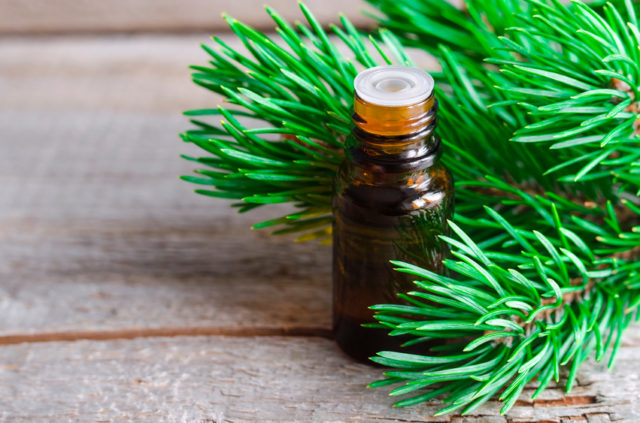 Essential pine oil