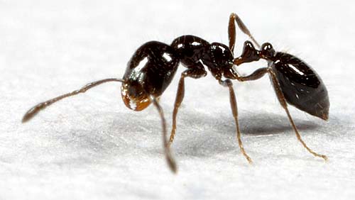 Little black ant in raleigh nc.jpg