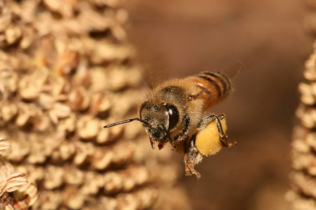 Bee product propolis.jpg